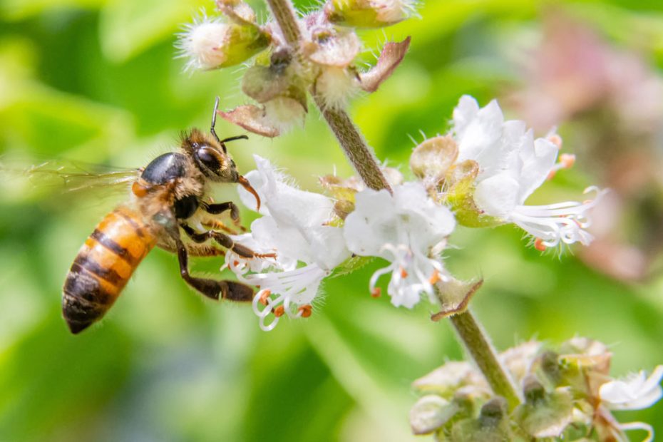 How to Get Rid of Africanized Honey Bees