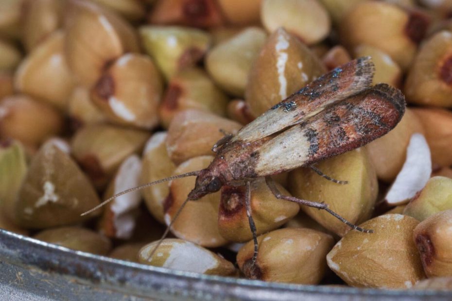 How to Get Rid of Almond Moths