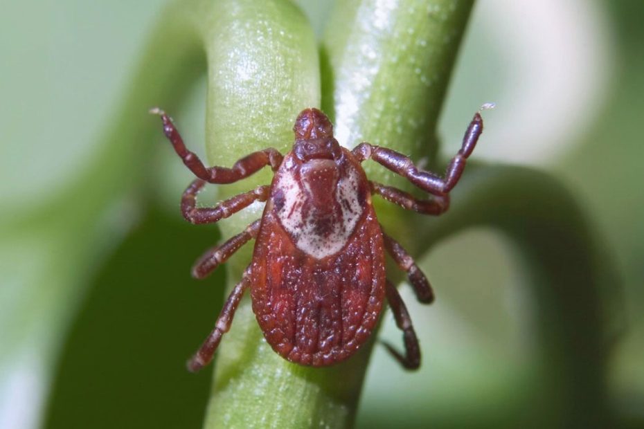 How to Get Rid of American Dog Ticks