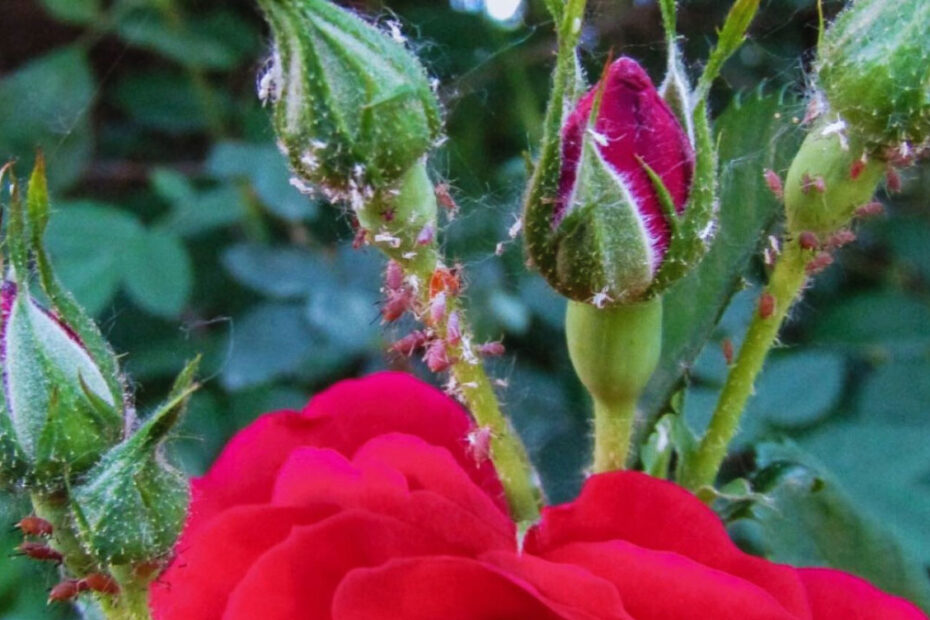 How to Get Rid of Aphids on Roses