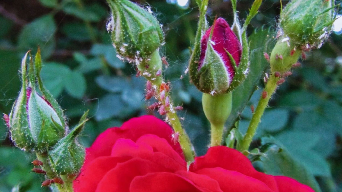 How to Get Rid of Aphids on Roses