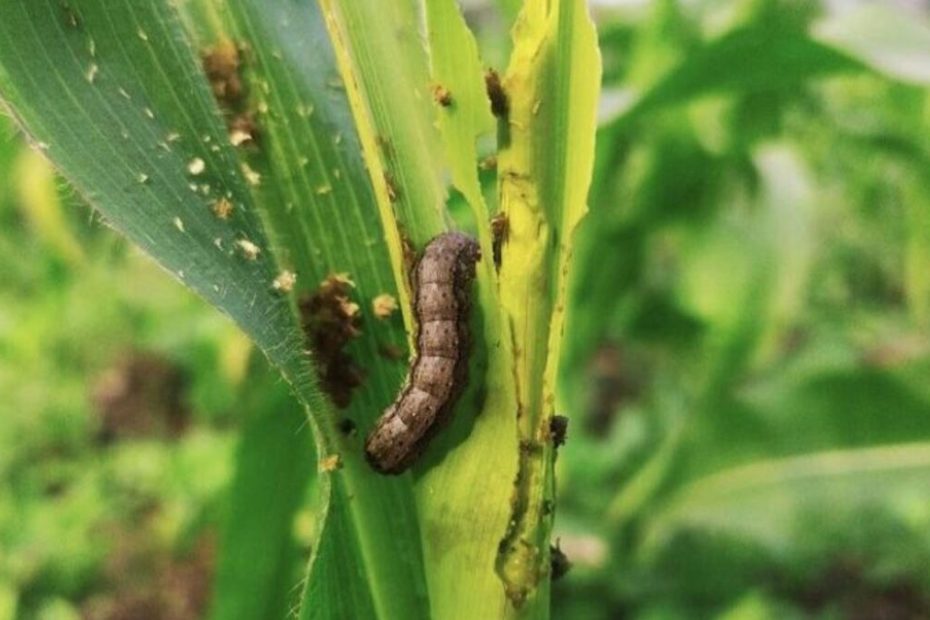 How to Get Rid of Armyworms