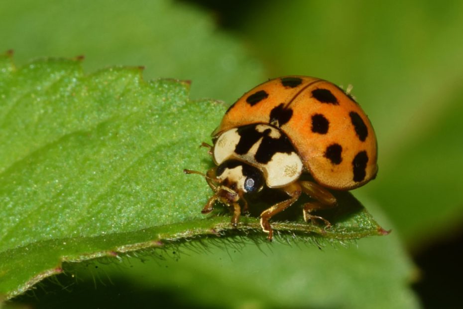 How to Get Rid of Asian Lady Beetles