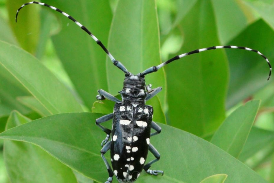 How to Get Rid of Asian Longhorned Beetles