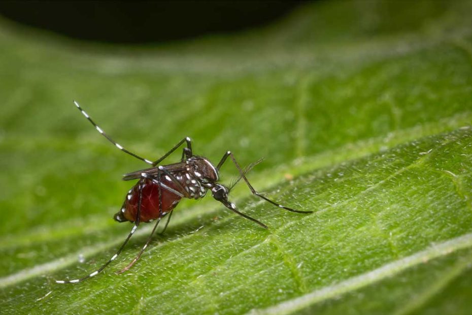 How to Get Rid of Asian Tiger Mosquitoes