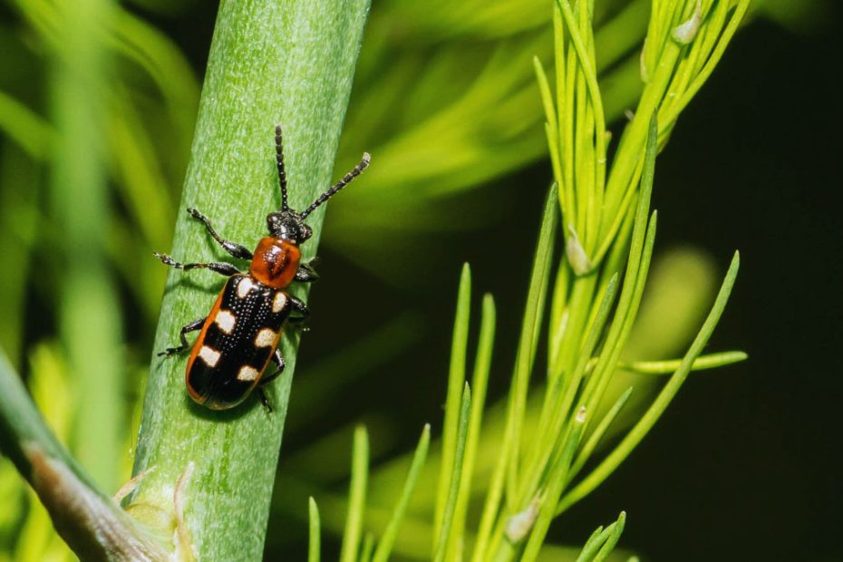 How to Get Rid of Asparagus Beetles