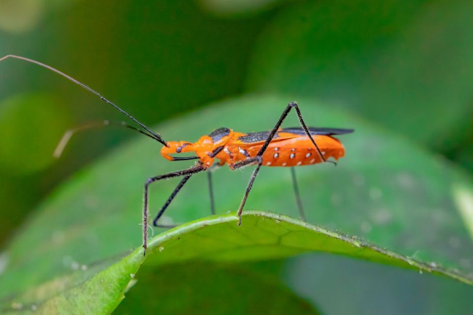 How to Get Rid of Assassin Bugs