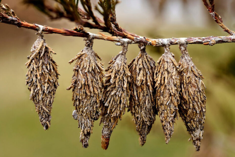 How to Get Rid of Bagworms