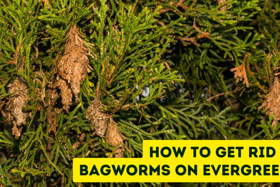 How to Get Rid of Bagworms on Evergreens