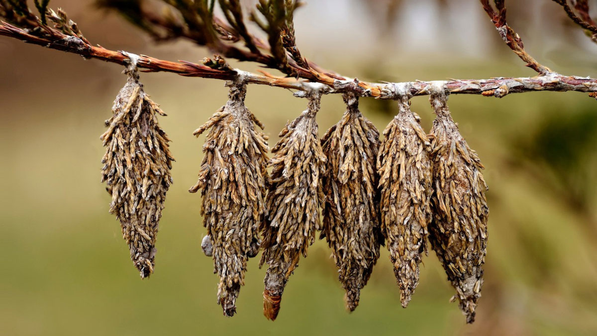 How to Get Rid of Bagworms