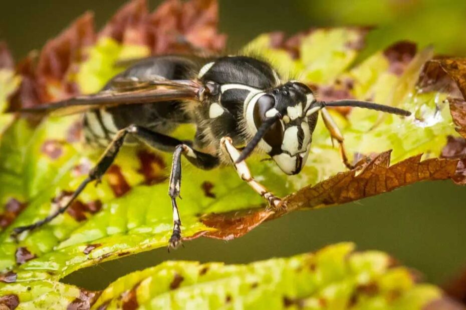 How to Get Rid of Bald Faced Hornets