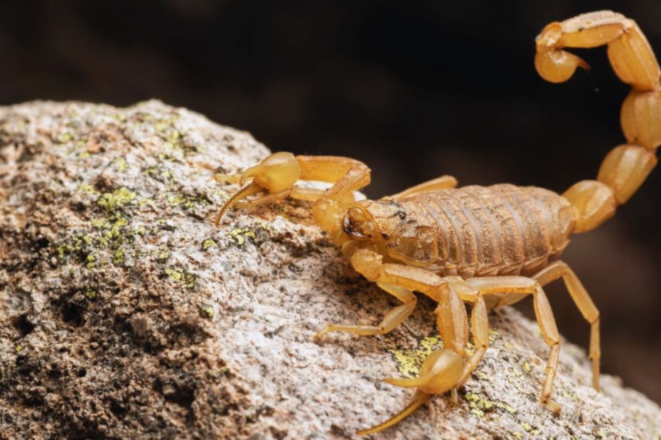 How to Get Rid of Bark Scorpions