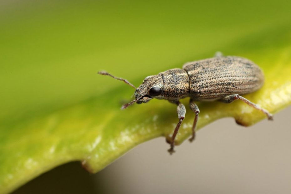 How to Get Rid of Bean Weevils