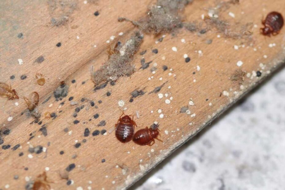 How to Get Rid of Bed Bugs in Furniture