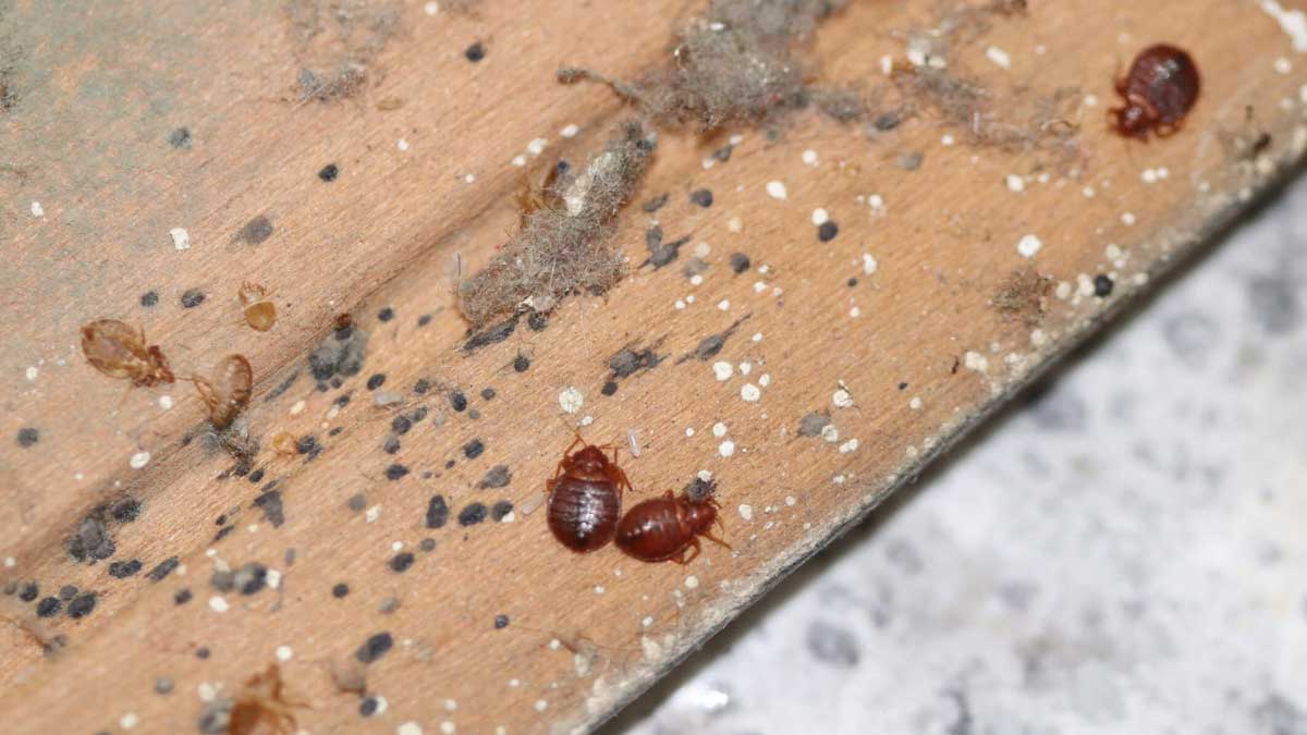 How to Get Rid of Bed Bugs in Furniture