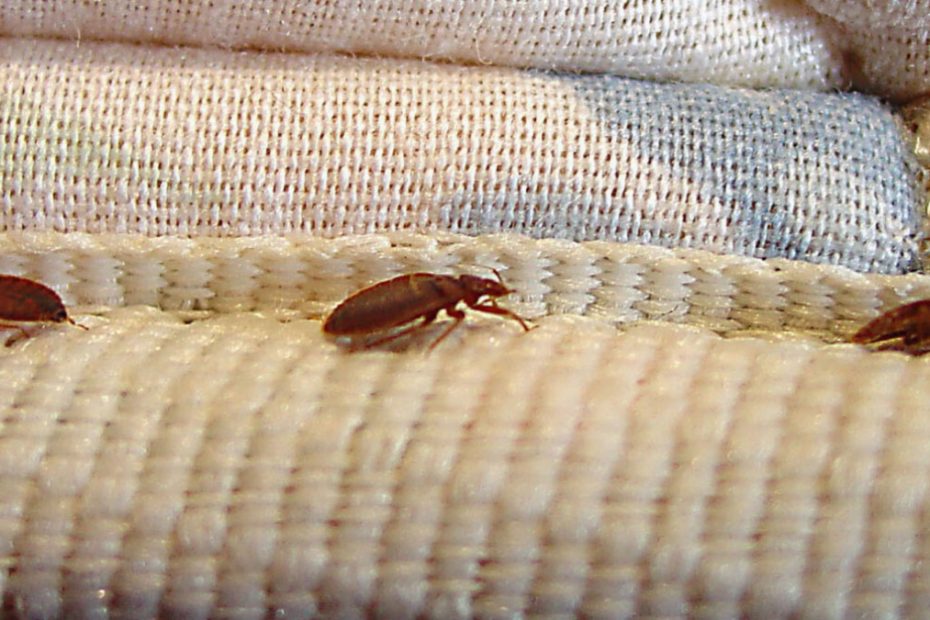 How to Get Rid of Bed Bugs in Hotels