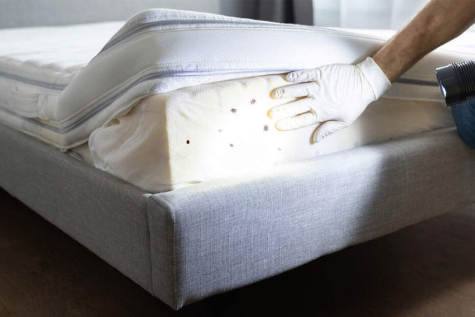 How to Get Rid of Bed Bugs in Mattresses