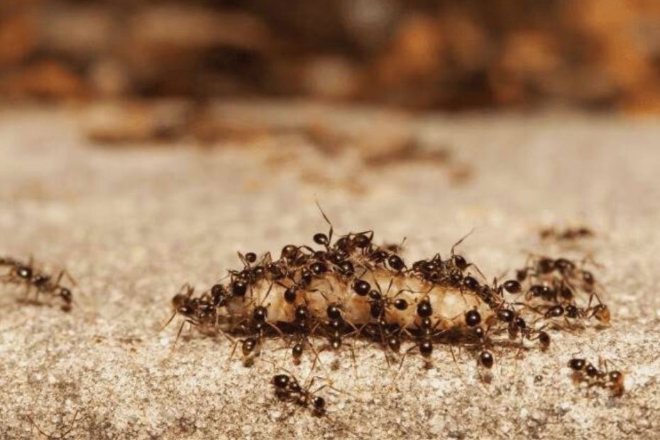 How to Get Rid of Big Headed Ants