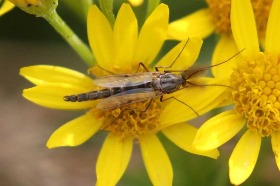 How to Get Rid of Biting Midges