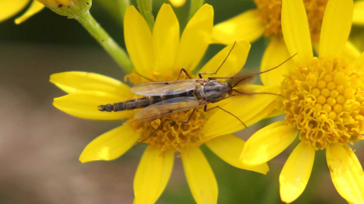 How to Get Rid of Biting Midges