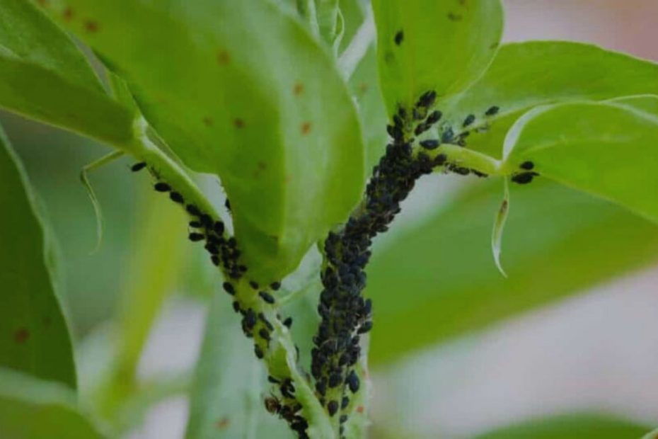 How to Get Rid of Black Bean Aphids