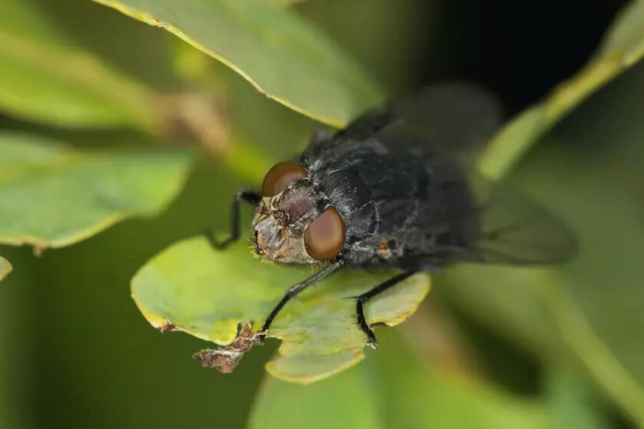 How to Get Rid of Black Flies Outdoors