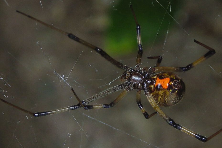 How to Get Rid of Black Widow Spiders