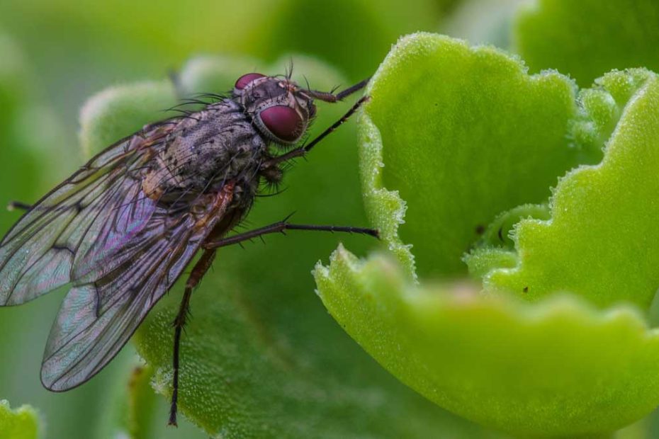 How to Get Rid of Blow Flies