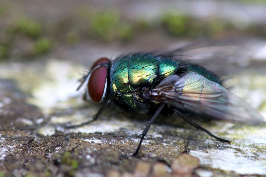 How to Get Rid of Bottle Flies