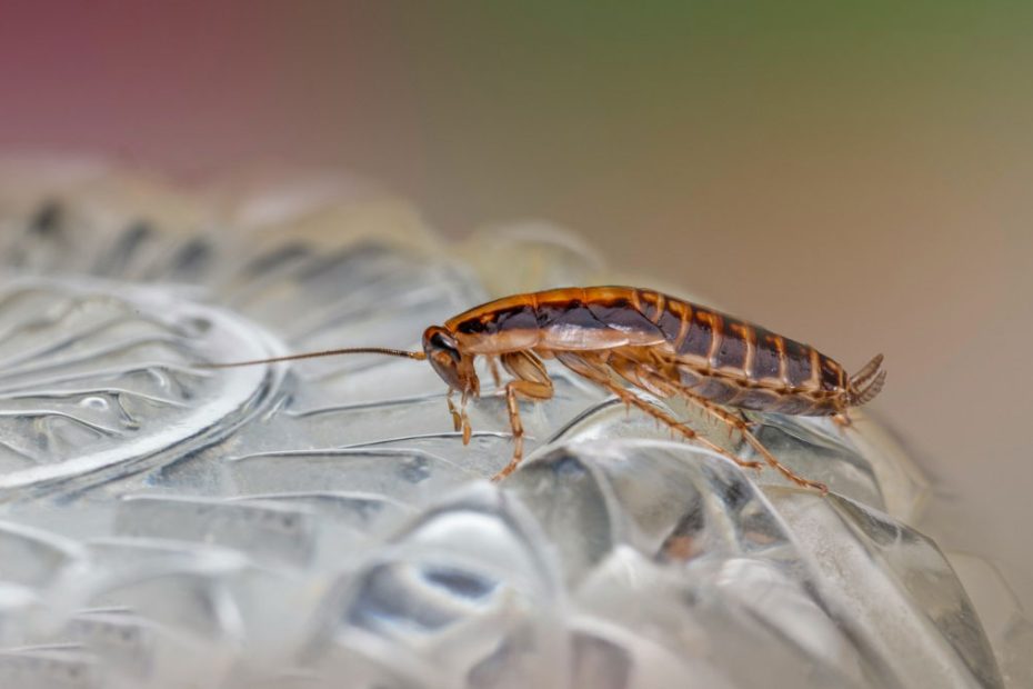 How to Get Rid of Brown Banded Cockroaches