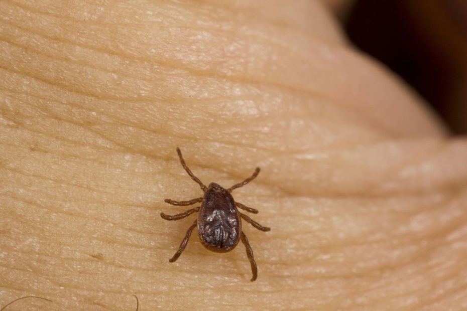 How to Get Rid of Brown Dog Ticks