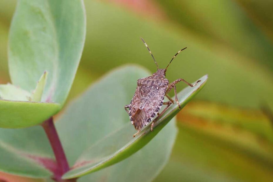 How to Get Rid of Brown Marmorated Stink Bugs