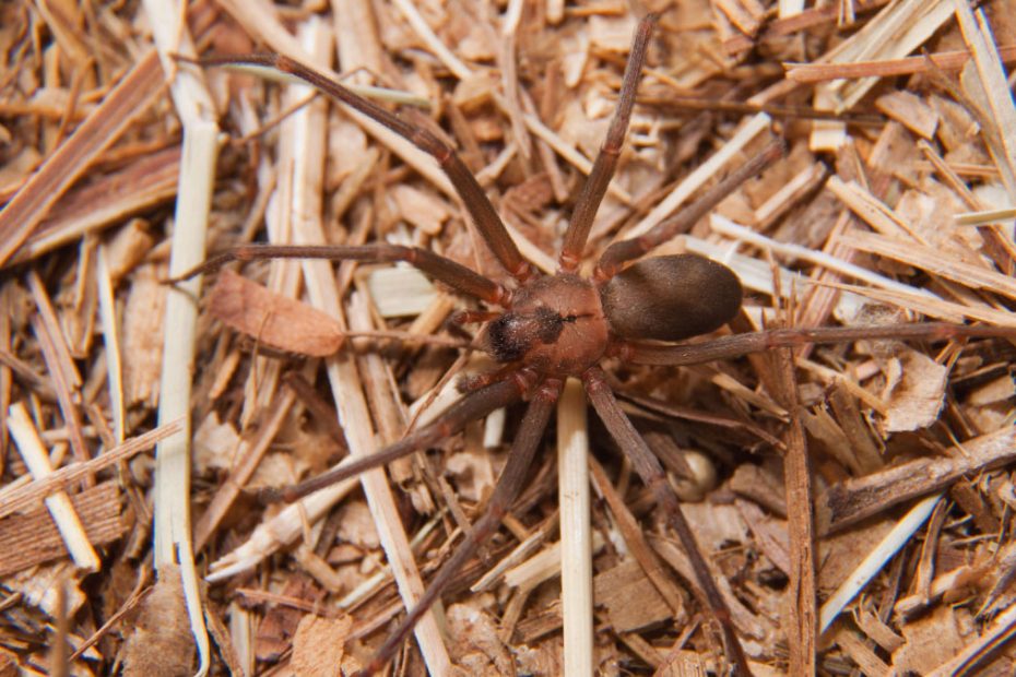 How to Get Rid of Brown Recluse Spiders