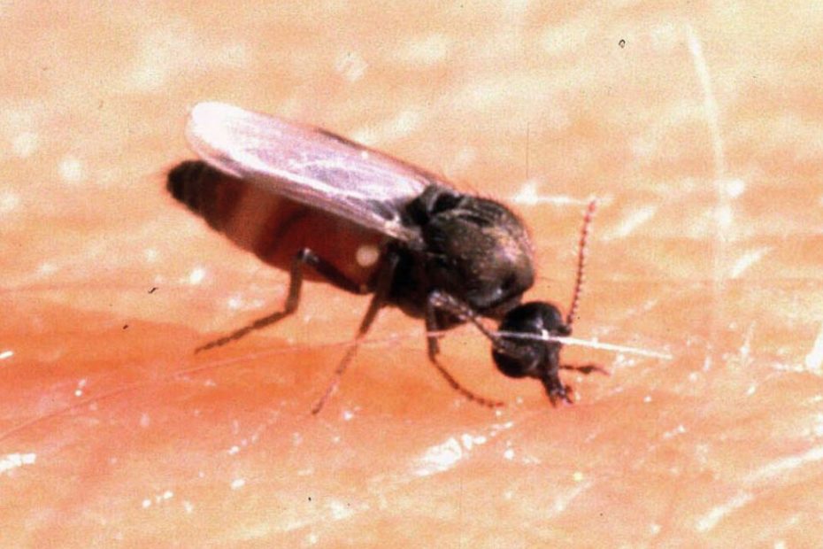 How to Get Rid of Buffalo Gnats