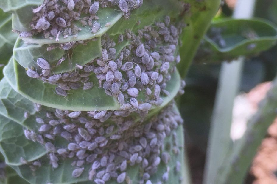 How to Get Rid of Cabbage Aphids