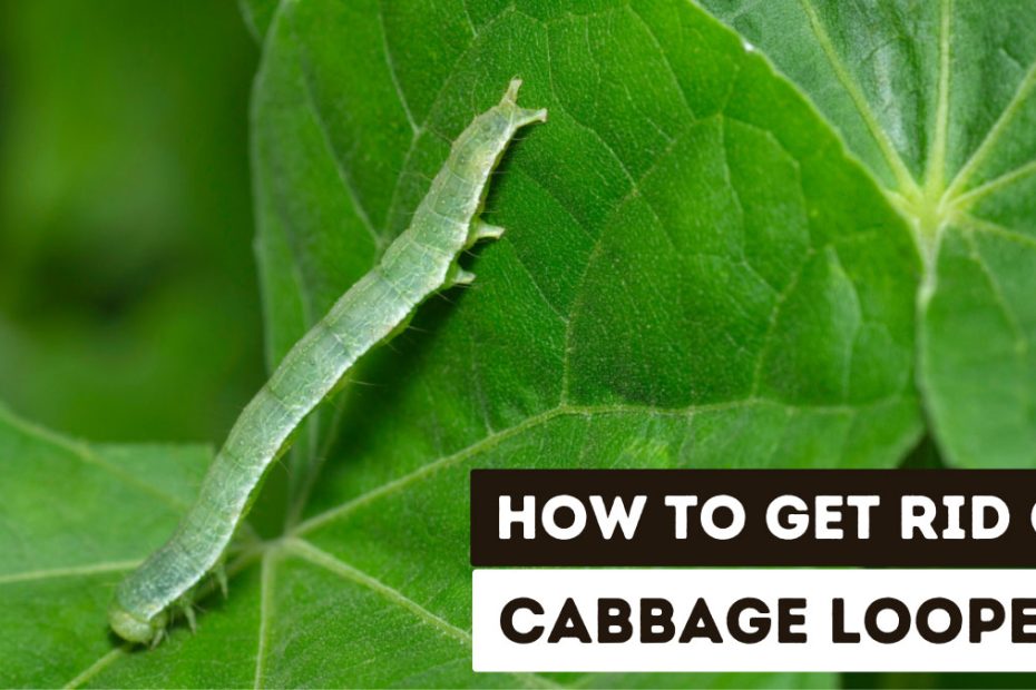 How to Get Rid of Cabbage Loopers