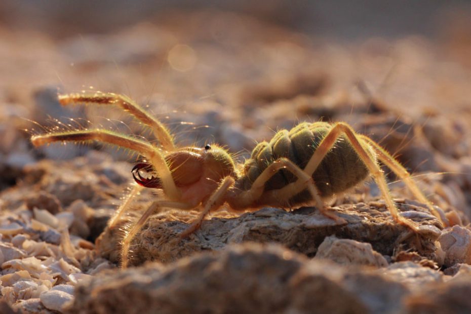 How to Get Rid of Camel Spiders