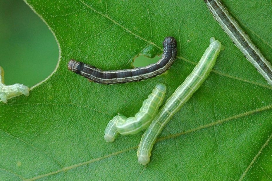 How to Get Rid of Cankerworms