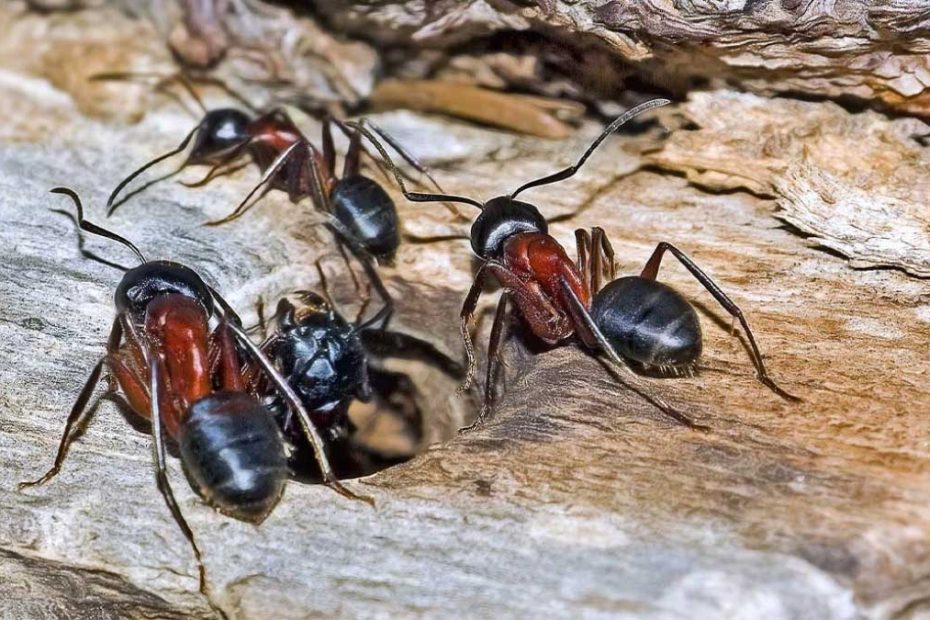 How to Get Rid of Carpenter Ants