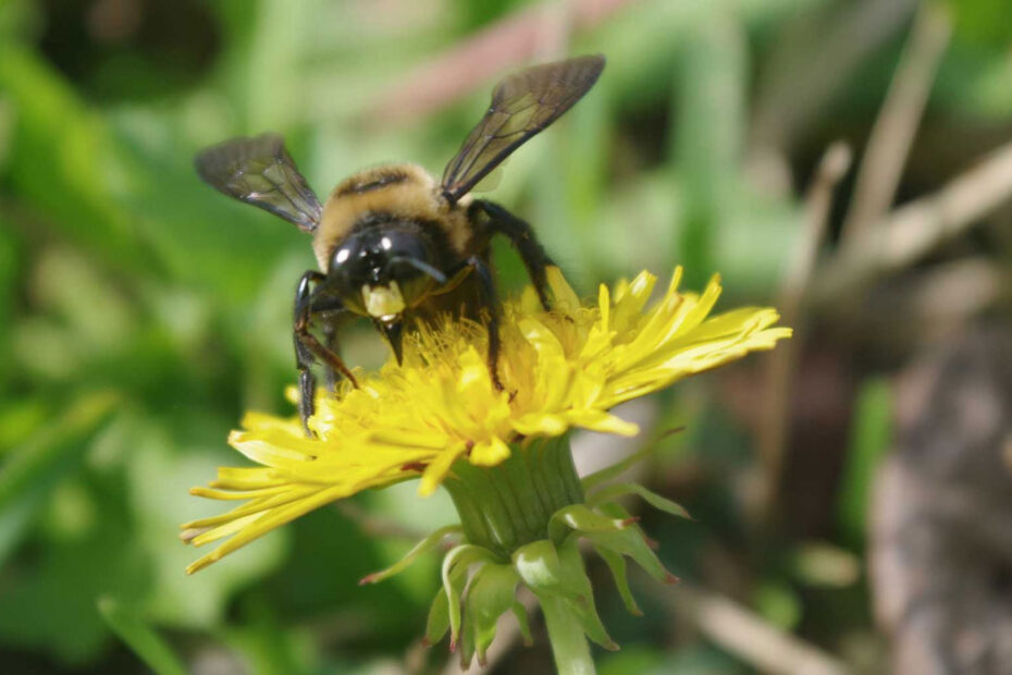 How to Get Rid of Carpenter Bees