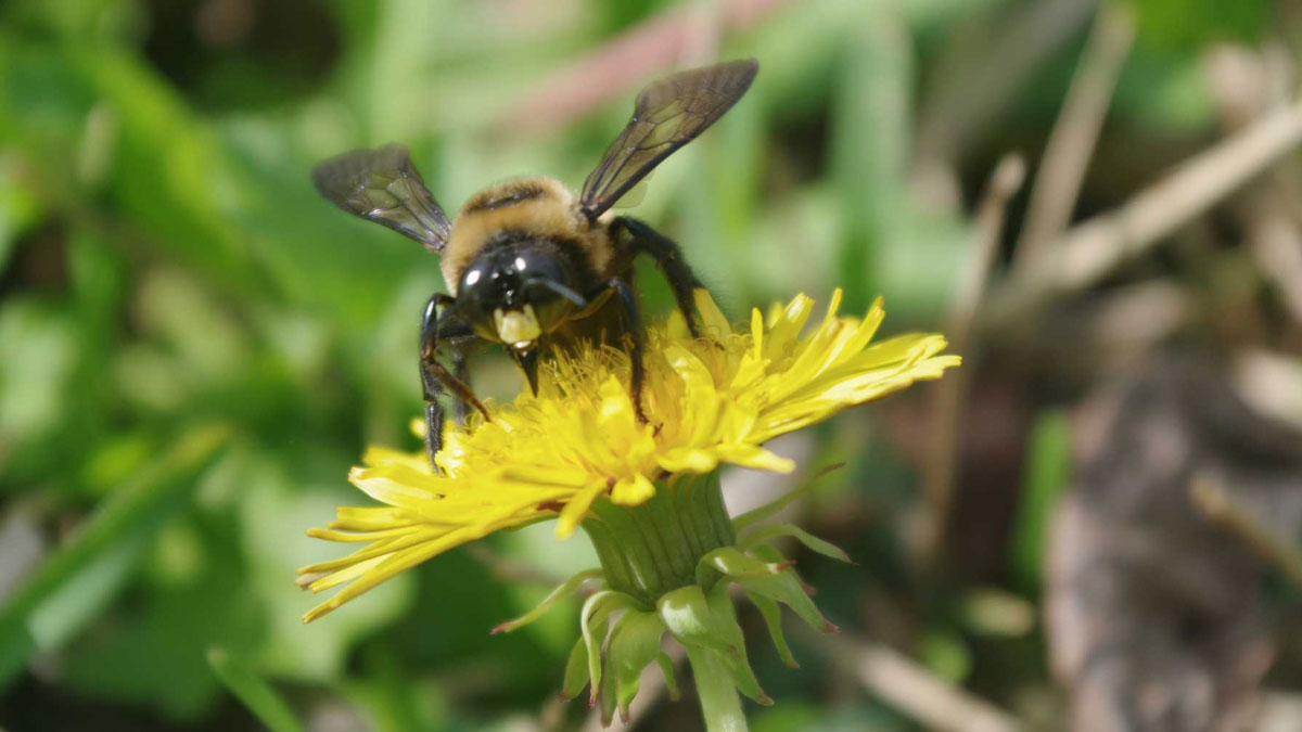 How to Get Rid of Carpenter Bees