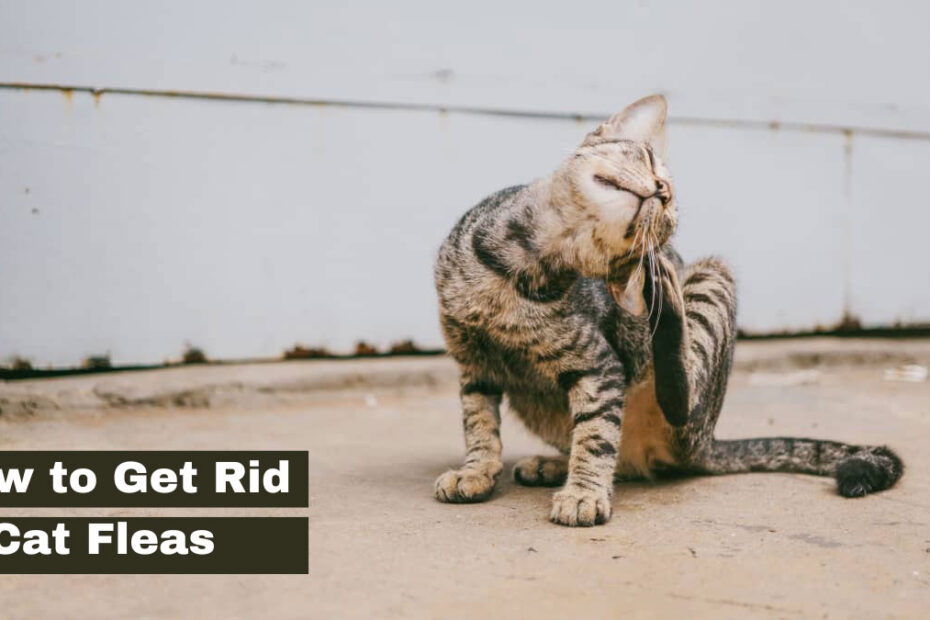 How to Get Rid of Cat Fleas