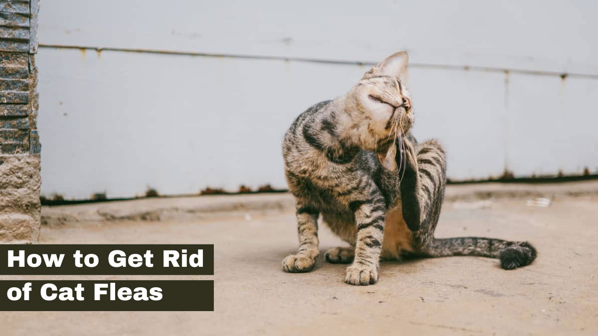 How to Get Rid of Cat Fleas