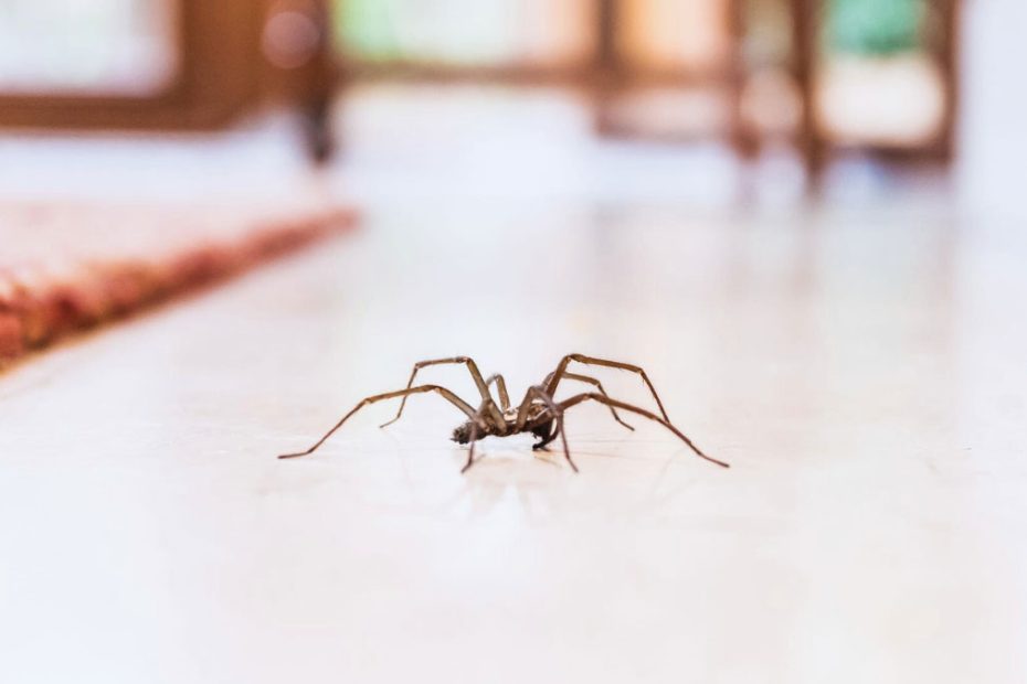 How to Get Rid of Cellar Spiders