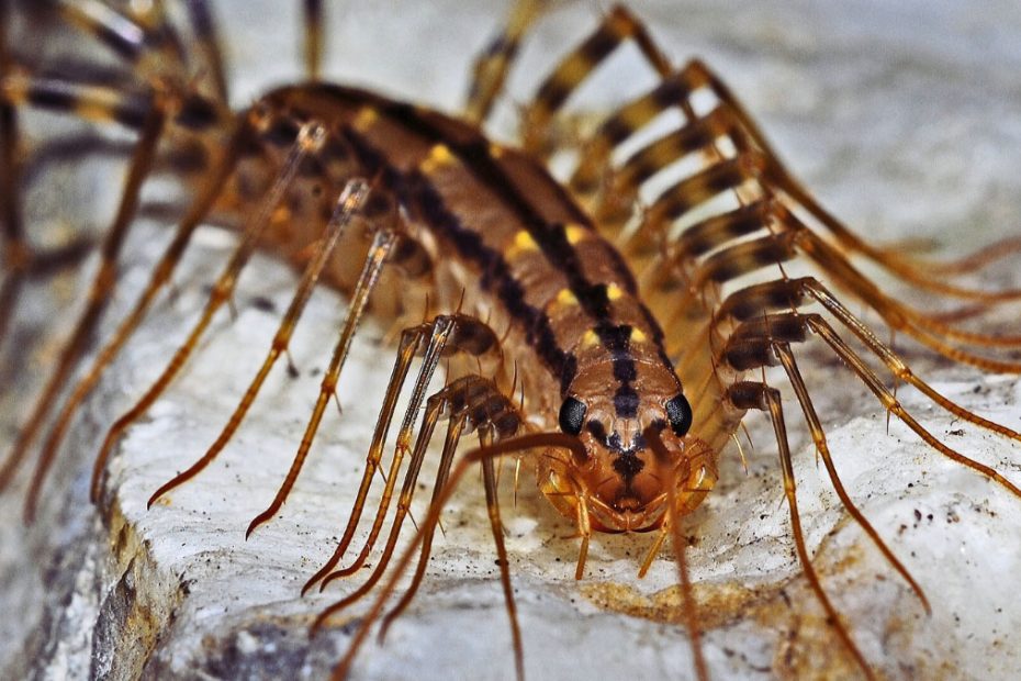 How to Get Rid of Centipedes