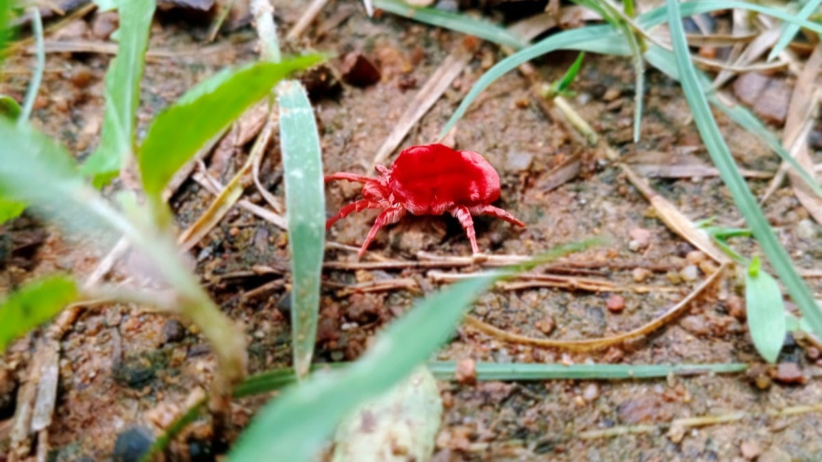 How to Get Rid of Chiggers