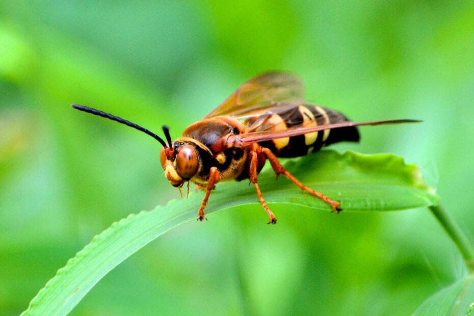 How to Get Rid of Cicada Killer Wasps