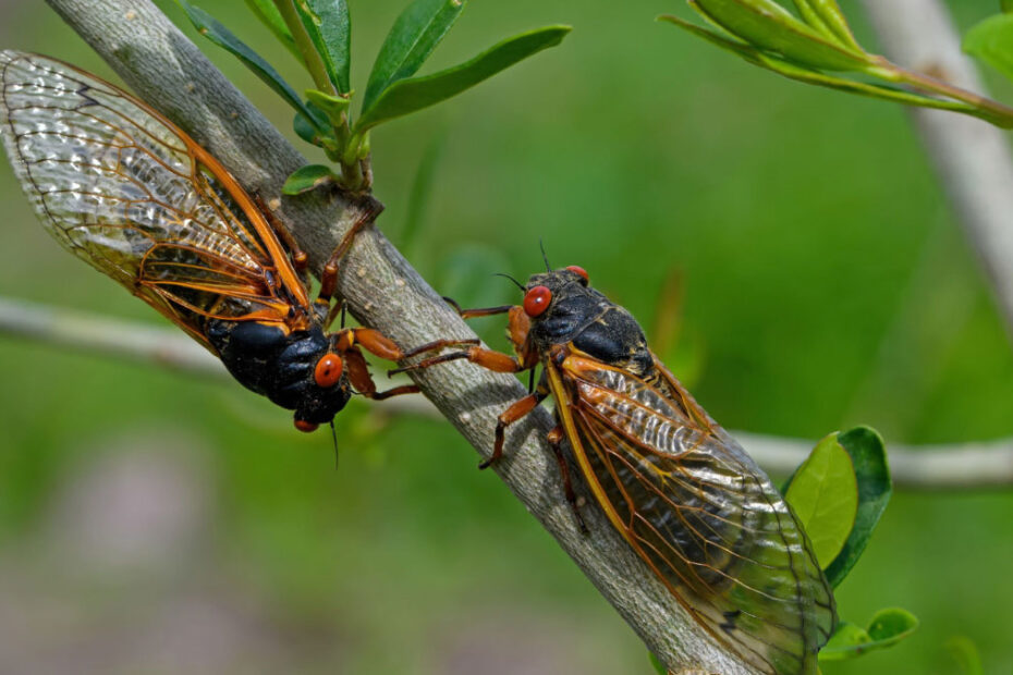 How to Get Rid of Cicadas