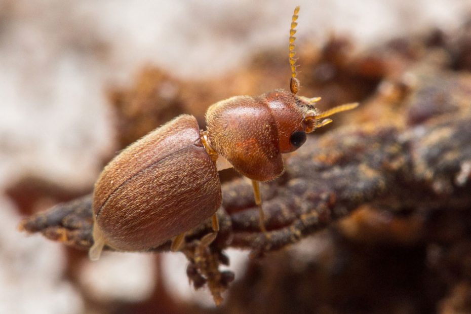 How to Get Rid of Cigarette Beetles