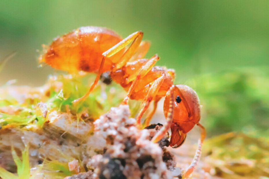 How to Get Rid of Citronella Ants